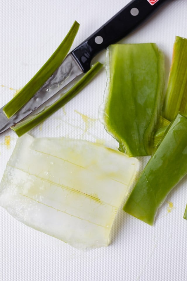 Filleted aloe vera gel to make aloe vera smoothie